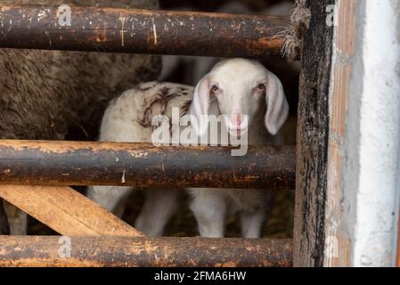 Agneau de Pâques dans l'écurie, agneau, mouton mérinos. Banque D'Images