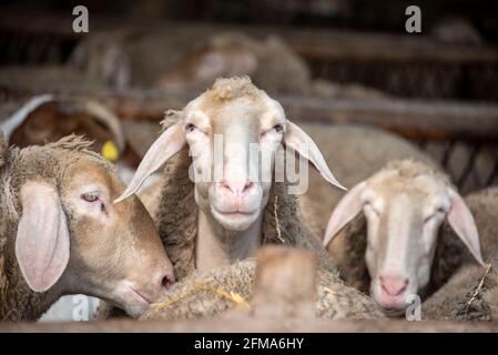 Moutons Merino dans l'écurie. Banque D'Images