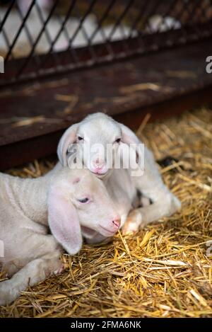 Agneaux de Pâques dans l'écurie, agneaux, moutons mérinos. Banque D'Images