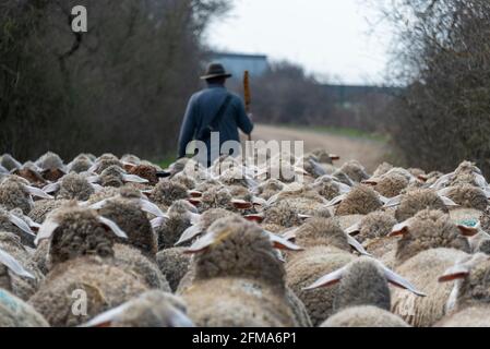 Berger avec troupeau de moutons et chiens de troupeau Banque D'Images