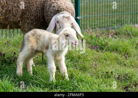 L'agneau nouveau-né fait ses premiers pas avec l'aide de sa mère, l'agneau de Pâques, le mouton mérinos. Banque D'Images