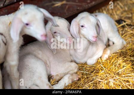 Agneaux de Pâques dans l'écurie, agneaux, moutons mérinos. Banque D'Images