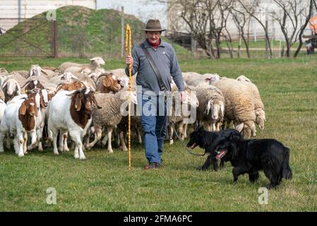 Berger avec troupeau de moutons et chiens de troupeau Banque D'Images