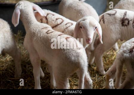 Agneaux de Pâques dans l'écurie, agneaux, moutons mérinos. Banque D'Images