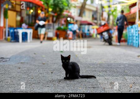 Un petit chaton noir solitaire se trouve au milieu de la rue. Les animaux sans abri dans les rues de la ville. Banque D'Images