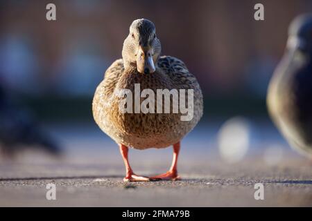 Mallard, canard, femelle, Anas platyrhynchos Banque D'Images