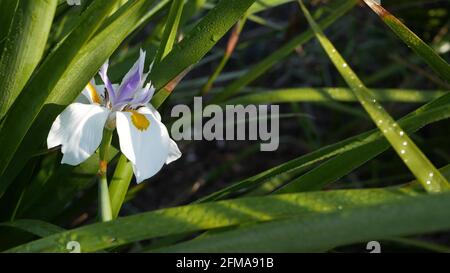 Fleur d'iris blanc, jardinage en Californie, États-Unis. Fleur délicate dans le jardin du matin du printemps, gouttes de rosée fraîche sur les pétales. Flore printanière en douceur. Jardin botanique naturel en gros plan. Banque D'Images