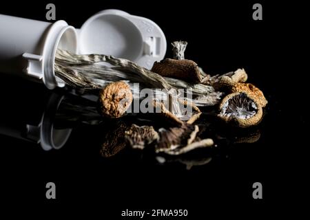 Champignons de psilocybine séchés pour le traitement de la dépression et de l'anxiété. Médecine naturelle pour le traitement des troubles de santé mentale résistants. Banque D'Images