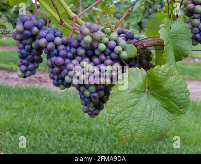 Raisin bleu 'Rondo' (Vitis vinifera) sur la canne Banque D'Images