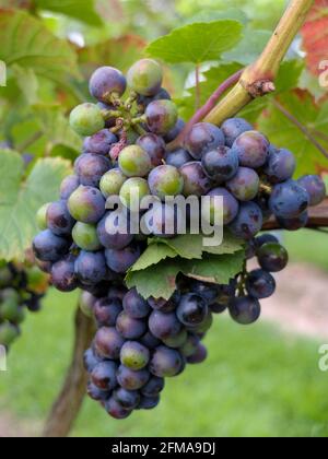 Raisin bleu 'Rondo' (Vitis vinifera) sur la canne Banque D'Images