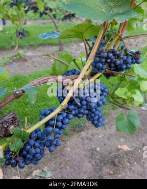 Raisin bleu 'Rondo' (Vitis vinifera) sur la canne Banque D'Images