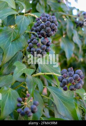 La lierre commune (Hedera Helix) avec des baies noires Banque D'Images