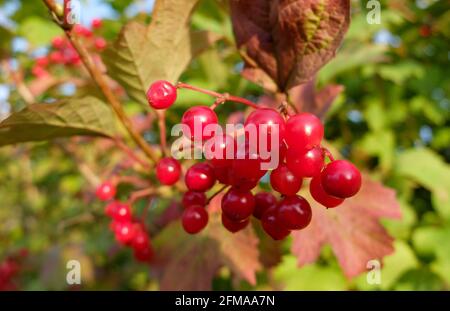 Boule de neige commune (Viburnum opulus) avec fruits rouges Banque D'Images