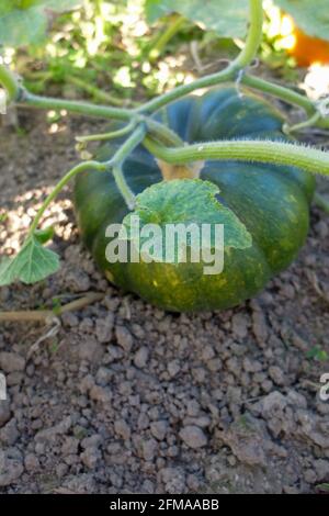 La courge de muscade (Cucurbita moschata) dans la plaque végétale Banque D'Images