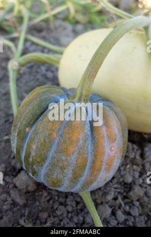 La courge de muscade (Cucurbita moschata) dans la plaque végétale Banque D'Images