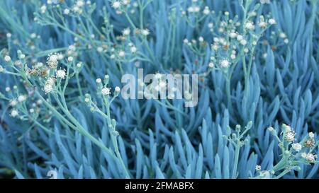 Jardinage succulent d'usine de glace en Californie, États-Unis. Décoration de jardin. Plantes naturelles ornementales mexicaines et fleurs, floriculture aride désert. Atmosphère calme. Figue aigre ou hottentot. Banque D'Images