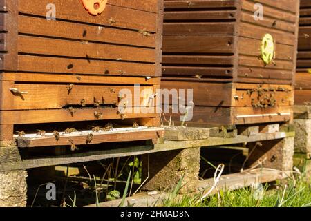 L'abeille ruche sur un pré avec des abeilles volantes. Banque D'Images