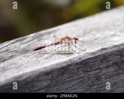 Dragonfly, Federsee, réserve naturelle, Bad Buchau, haute Souabe, Bade-Wurtemberg, Allemagne Banque D'Images