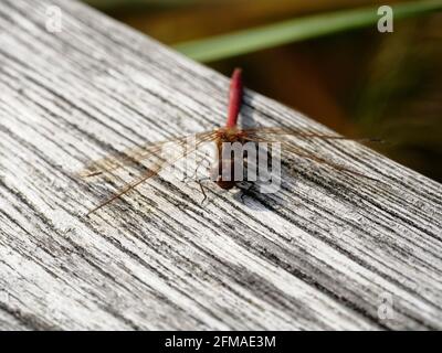 Dragonfly, Federsee, réserve naturelle, Bad Buchau, haute Souabe, Bade-Wurtemberg, Allemagne Banque D'Images