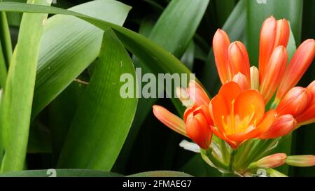 Fleur de nénuphar kafir, Californie, États-Unis. Clivia miniata orange flamboyant exotique flambant flambant vif fleur botanique. Jungle tropicale atmosphère de forêt tropicale. Jardin naturel, vert vif et frais. Banque D'Images