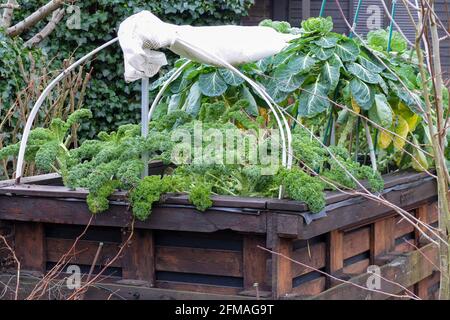 Kale (Brassica oleracea var.sabellica) et choux de Bruxelles (Brassica oleracea var.gemmifera) dans un lit surélevé Banque D'Images