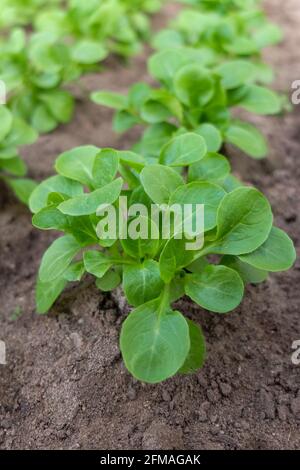 Laitue d'agneau (Valerianella locusta) dans un lit de fleurs Banque D'Images