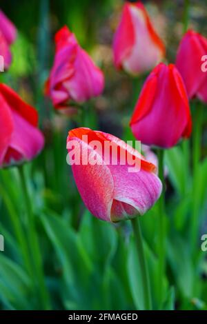 Fleurs de tulipe bicolores géantes de Darwin dans le jardin de printemps Banque D'Images