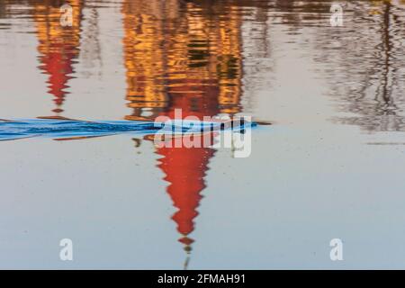 Vienne, castor eurasien ou castor européen (fibre de Castor) nageant dans le fleuve Neue Donau (Nouveau Danube), église Franz von Assisi réflexion en 22. Donaustadt, Vienne, Autriche Banque D'Images