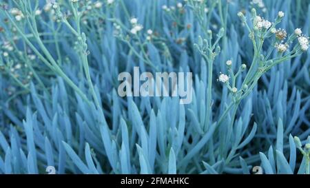 Jardinage succulent d'usine de glace en Californie, États-Unis. Décoration de jardin. Plantes naturelles ornementales mexicaines et fleurs, floriculture aride désert. Atmosphère calme. Figue aigre ou hottentot. Banque D'Images