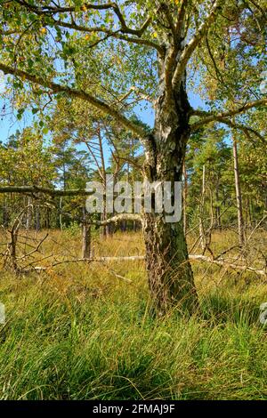 Ribnitzer Großes Réserve naturelle de Moor dans la forêt urbaine de Ribnitz-Damgarten, district de Vorpommern-Ruegen et district de Rostock, Mecklembourg-Poméranie occidentale, Allemagne Banque D'Images