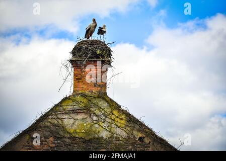 Au printemps, une famille de cigognes arrive et construit un nid sur le toit de la maison. Banque D'Images