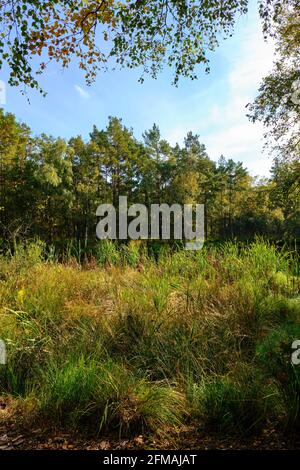 Ribnitzer Großes Réserve naturelle de Moor dans la forêt urbaine de Ribnitz-Damgarten, district de Vorpommern-Ruegen et district de Rostock, Mecklembourg-Poméranie occidentale, Allemagne Banque D'Images