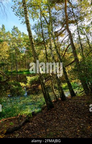 Ribnitzer Großes Réserve naturelle de Moor dans la forêt urbaine de Ribnitz-Damgarten, district de Vorpommern-Ruegen et district de Rostock, Mecklembourg-Poméranie occidentale, Allemagne Banque D'Images