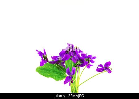 Viola odorata Violet début printemps Pâques forêt fleurs bouquet isolé sur fond blanc. Banque D'Images