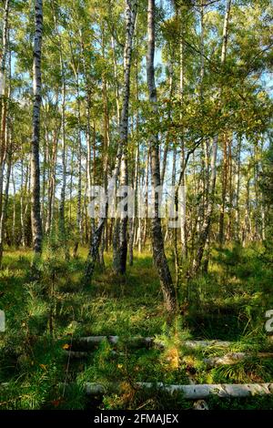 Ribnitzer Großes Réserve naturelle de Moor dans la forêt urbaine de Ribnitz-Damgarten, district de Vorpommern-Ruegen et district de Rostock, Mecklembourg-Poméranie occidentale, Allemagne Banque D'Images