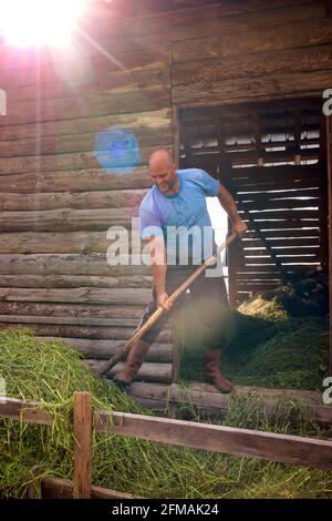 Agriculteur bulgare utilisant une fourche pour déplacer le foin. Gorno Draglishte. Municipalité de Razlog, province de Blagoevgrad, Bulgarie Banque D'Images