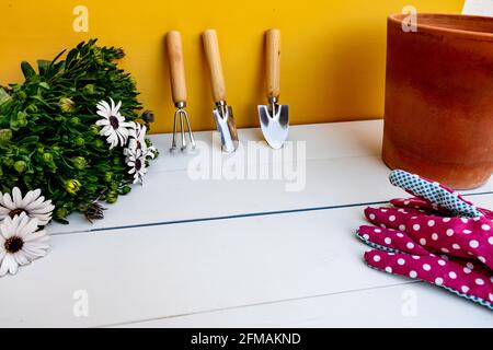Outils de jardinage inclinés contre un mur et une marmite jaunes, gants roses et plante à Marguerite sur fond de bois blanc. Concept Spring Garden Works. Banque D'Images