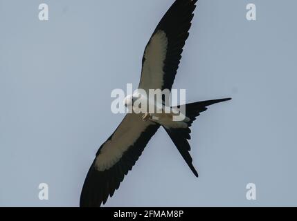 Avalez le cerf-volant (Elanoides forficatus ) avec de la grenouille Banque D'Images