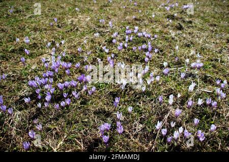 Crocus pré dans les prés à bosse près de Mittenwald, atmosphérique, Europe, Allemagne, Bavière, Haute-Bavière, pays de Werdenfelser, vallée d'Isar Banque D'Images