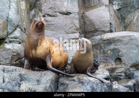 Otaries sur Isla de Lobos dans le canal Beagle, Tierra del Fuego, Argentine, Tierra del Fuego Banque D'Images