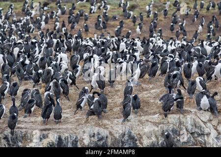 Colonie Cormorant sur l'île de Lobos dans le canal Beagle sur la Tierra del Fuego, Argentine Banque D'Images