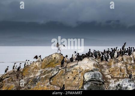 Colonie Cormorant sur l'île de Lobos dans le canal Beagle sur la Tierra del Fuego, Argentine Banque D'Images