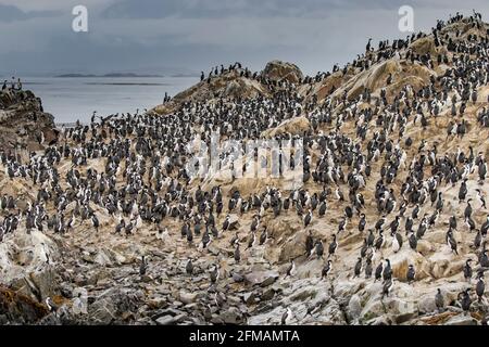 Colonie Cormorant sur l'île de Lobos dans le canal Beagle sur la Tierra del Fuego, Argentine Banque D'Images