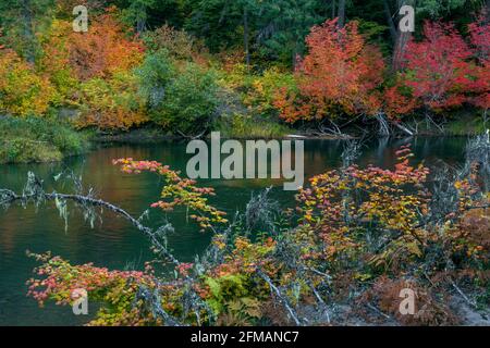 Dogwood, Vine Maple, Rogue River National Wild and Scenic River, Rogue River National Forest, Oregon Banque D'Images