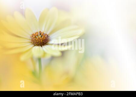 Magnifique nature arrière-plan.Floral Art Design.Abstract Macro Photography.Daisy Flower.pastel Flowers.Yellow Background.Creative Art Wallpaper. Banque D'Images