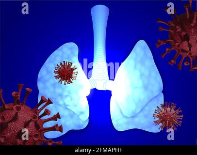 poumons humains, covid-19, coronavirus Banque D'Images