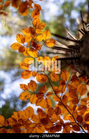 Hêtre européen (Fagus sylvatica), forêt de hêtre en automne, feuillage coloré dans les Dolomites, Belluno, Vénétie, Italie Banque D'Images