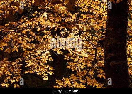 Ce paysage d'automne unique à Yedigoler, en Turquie, abrite des arbres qui créent des images impressionnantes avec leurs feuilles jaunées. Banque D'Images