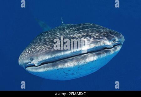 Le requin-baleine (Rhincodon typus) est le plus grand poisson des océans du monde. C'est la seule espèce du genre Rhincodon. Sa taille maximale est de 18 mètres et son poids est d'environ 15 tonnes. Les requins-baleines préfèrent vivre dans les eaux tropicales Banque D'Images