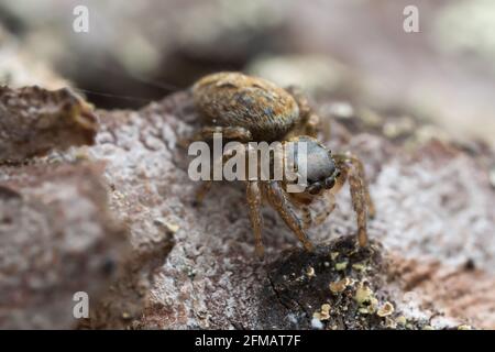 Araignée sauteuse femelle, Evarca falcata sur l'écorce de pin Banque D'Images